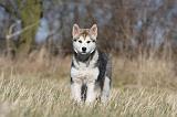 ALASKAN MALAMUTE 879